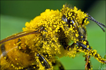 Bee Therapy