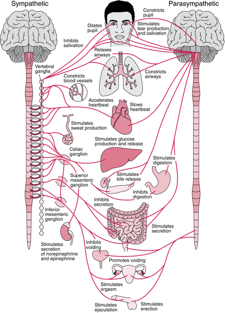 Kundalini Yoga Integrado